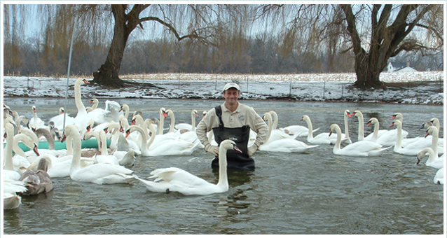 Mute Swans - Environmental Aquatic Management - Kevin Dahm